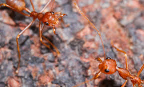21301 powerline road, # 106 boca raton, fl 33427. Top 10 Best Pest Exterminators In Lake Worth Fl Angi