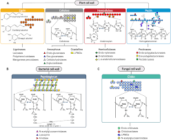 Plant cell wall mainly composed of lipids. Frontiers Industrial Use Of Cell Wall Degrading Enzymes The Fine Line Between Production Strategy And Economic Feasibility Bioengineering And Biotechnology