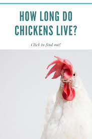 These chickens become such a significant factor in. How Long Do Chickens Live The Chicken Lifespan Chicken Livers Chickens Heritage Chickens