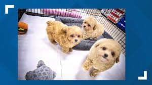 Maybe you would like to learn more about one of these? Puppies Stolen From Florida Pet Store Wtsp Com