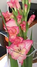Image result for Gladiolus microspicatus