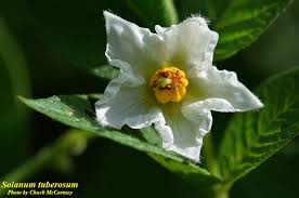 Image result for Solanum sp.no.2