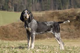 Image result for malý modrý gaskoňský honič