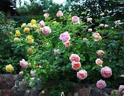 Abraham Darby Golden Celebration Rose Varieties David Austin Roses Rose Garden Landscape