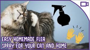 5 natural ways to prevent & get rid of fleas on cats. Treating Fleas At Home Diy Flea Treatment For Cat Youtube