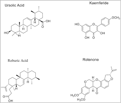 Image result for Xeroderris stuhlmannii