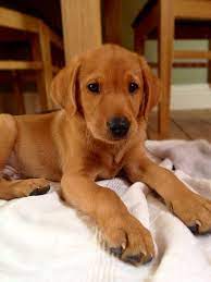 Harrell's labs fox red labrador retrievers owner has 40 years of experience raising labrador retrievers. Red Fox Labrador Puppies For Sale Uk Off 74 Www Usushimd Com