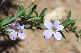 Image result for Barleria tanzaniana