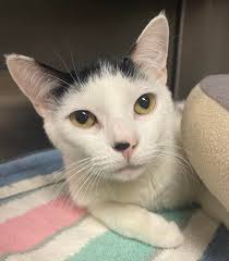 Come meet some of our awesome felines at Pet Supplies Plus Pelham Saturday  1/25 and Sunday 1/26 both days 1-4. Also, the Kitty Kabin located to the  rear of Kitty Kat Haven's