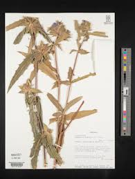 Image result for Blepharis dunensis