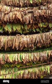 Image result for Nicotiana tabacum