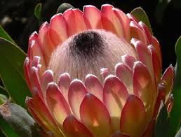 Protea Susara Protea Flower Protea Planting Flowers