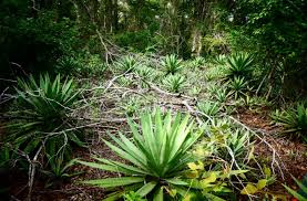 Image result for Triainolepis sancta