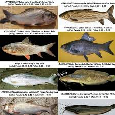 Jenis jenis ikan sungai di malaysia type of river fish in malaysia. Kursus Pembenihan Penternakan Ikan Air Tawar Halaman Utama Facebook