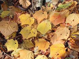 We did not find results for: A Warning When Using Fallen Leaves As Mulch Horticulture