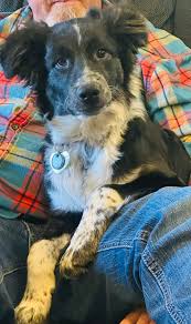 Hey guys, I have a question any of you guys who are seasoned border collie  owners I was wondering what age do you switch your puppy to adult food?  Also at what