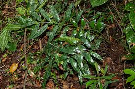 Image result for Adenia mossambicensis