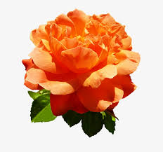 Rose, orange rose, orange rose wallpaper (photos, pictures). Head Of Orange Rose Flower Orange Rose Png Transparent Png 639x709 Free Download On Nicepng