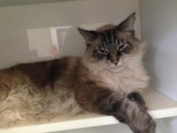 Maine coon, ohio » cleveland Lucy May On Twitter Samson Is A Maine Coon Himalayan Mix Looking For Love Kenton Co Animal Shelter Cats Kittens Http T Co H4bt4wx933