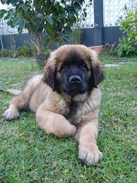 This Is A Leonberger Puppy I Grew Up With A Leonberger They Are Gentle Giants So Very Smart Leonberger Dog Leonberger Puppy Puppies