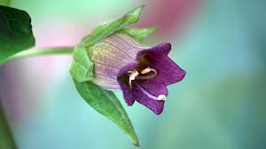 Check spelling or type a new query. The Plant That Can Kill And Cure Bbc News