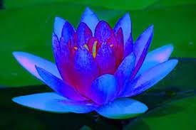 Blue Lotus Flower Lotus Flower Meaning Lotus Art