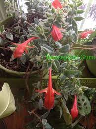 Houseplant Guru Here S To You Fabio Goldfish Plant Pretty Plants Small Cactus Plants