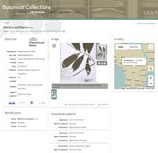 Image result for Bertiera aethiopica