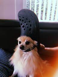 【stylish design】when your dog wears these stylish shoes with other interesting clothes. Croc Head Doggo Weird Animals Crazy Dog Dog Hat