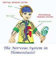 High School Homeostasis Lesson The Nervous System Human Nervous System Science Articles For Kids Nervous System Facts
