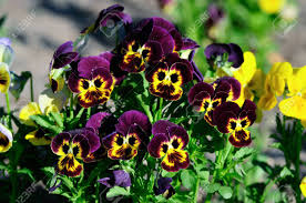 Image result for Violaceae