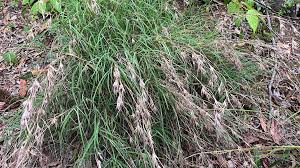 Image result for Themeda triandra