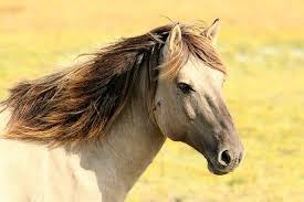 Aside from being a famous indian chief, he was also a medicine and holy man. 100 Best Famous Horse Names Beyond Black Beauty By Kidadl