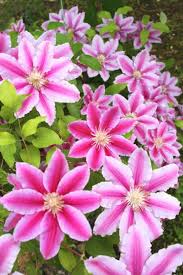 Clematis are fabulous plants for providing vertical colour on walls, fences, ornamental obelisks and through the branches of trees and shrubs. Alan Titchmarsh Tips On Pruning Clematis In Your Garden Express Co Uk