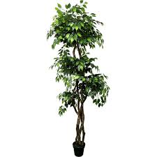 Image result for Ficus tesselata
