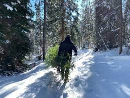 Buffalo Creek Christmas Tree Cutting 2022 Where To Cut A Christmas Tree In Colorado's Forest 2020