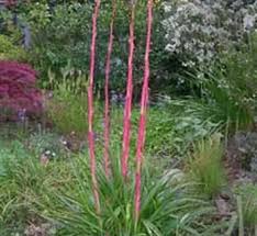 Image result for Beschorneria sp. (Biegel 5357)