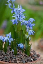 Image result for Scilla