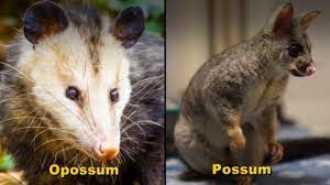 Least concern is an animal classification established by the international union for the conservation. Possum Vs Opossum The Correct Way To Use Each Confusing Words