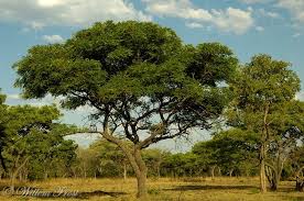 Image result for Burkea africana