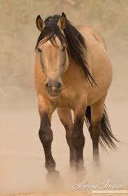 Buckskin set in 1820, a texan fur trapper journeys into the mysterious buckskin woods in the hopes of saving a lost young boy. Wild Horse Photography Wild Buckskin Stallion Print Out Of Etsy In 2021 Horses Mustang Horse Pretty Horses