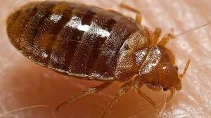 Jacksonville, nc 28546 | (252) 523 8255. 5 Florida Cities Ranked Among Top 50 For Bed Bug Infestations Wtsp Com