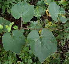 Image result for Vitis sp.