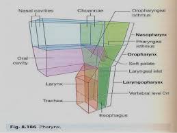 Knowledge of nasal cavity anatomy facilitates comprehension of the pattern of spread of tumors of this region. Nasal Cavity Anatomy