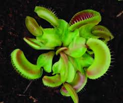 How do these fascinating, yet strange plants live their lives? Venus Flytrap Registered Cultivars The World Of Carnivorous Plants