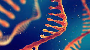 Yani bu aşı aracılığıyla insan vücudu virüsün en öldürücü parçasını. Mrna Nedir Asilarda Mrna Nasil Kullanilir Evrim Agaci