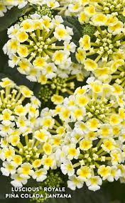 Pin On Yellow Plants