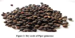 Image result for Piper guineense