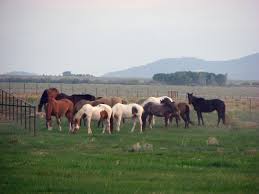 Spirit Horse Ranch Westcliffe Co Www Goddessunbound Com Horse Ranch Horses Ranch Farm