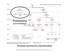 Prehistoric Cultures Tim Roufs Section Prosimians Ppt